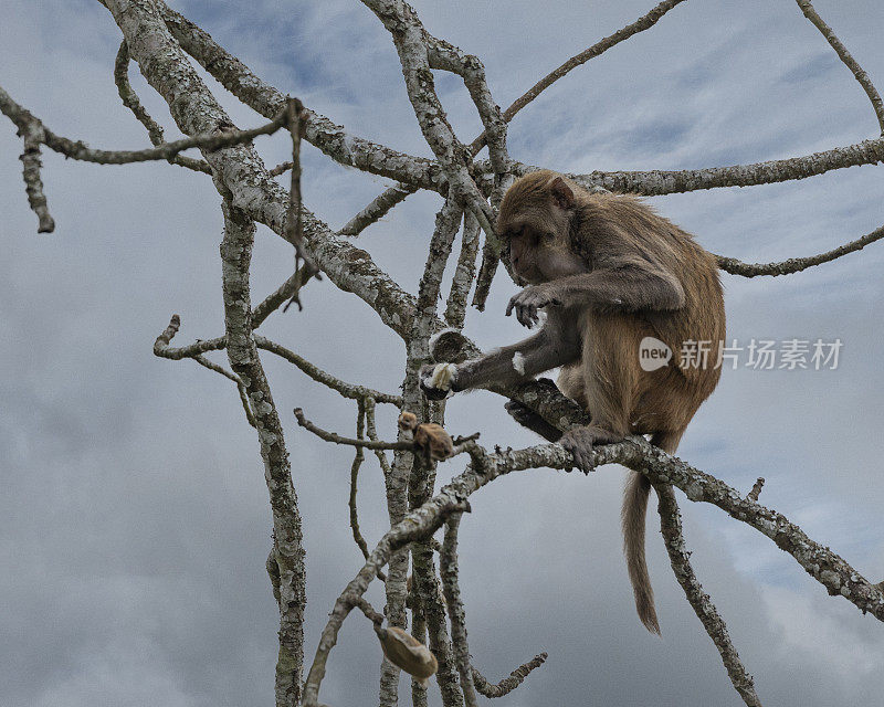 帽叶猴，Trachypithecus pileatus，拿着木棉种子荚看着。印度。